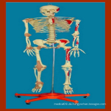 170 Cm Medizinisches menschliches Skelettmodell mit gemalter Muskel u. Ligament